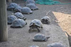 m_Galapagos (287) centre repro tortues